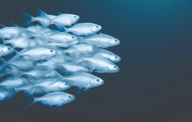 School of fish swimming