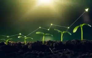 Young plants increase on sunny background.