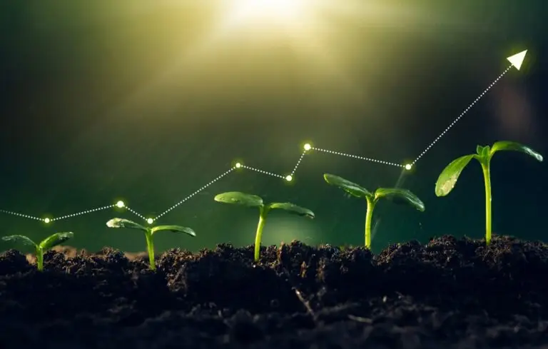 Young plants increase on sunny background.